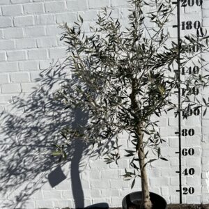Olijfboom €109,00 foto 1