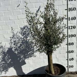 Olijfboom €159,00 foto 1 omtrek 30cm.