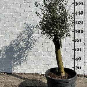 Olijfboom €179,00 foto 1 omtrek 35cm.