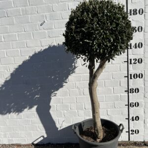 Olijfboom €195,00 foto 1