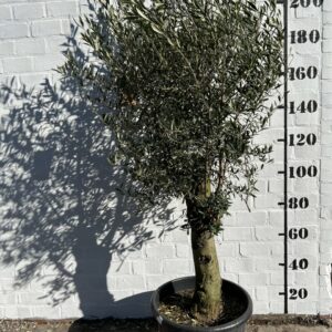 Olijfboom €219,00 foto 1 omtrek 38cm.