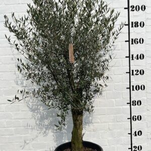 Olijfboom €259,00 foto 4