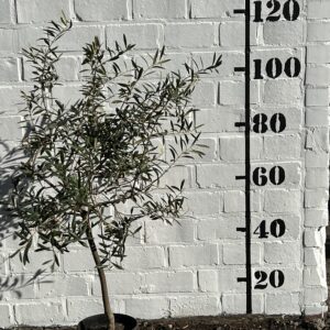 Olijfboom €29,00 foto 1