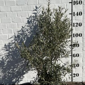 Olijfboom €39,00 foto 1