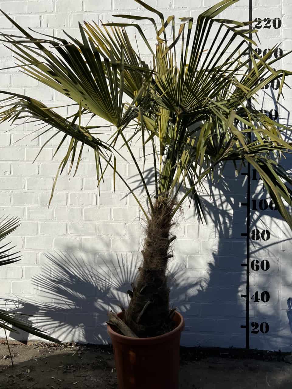 Palm fortunei €259,00 foto 1