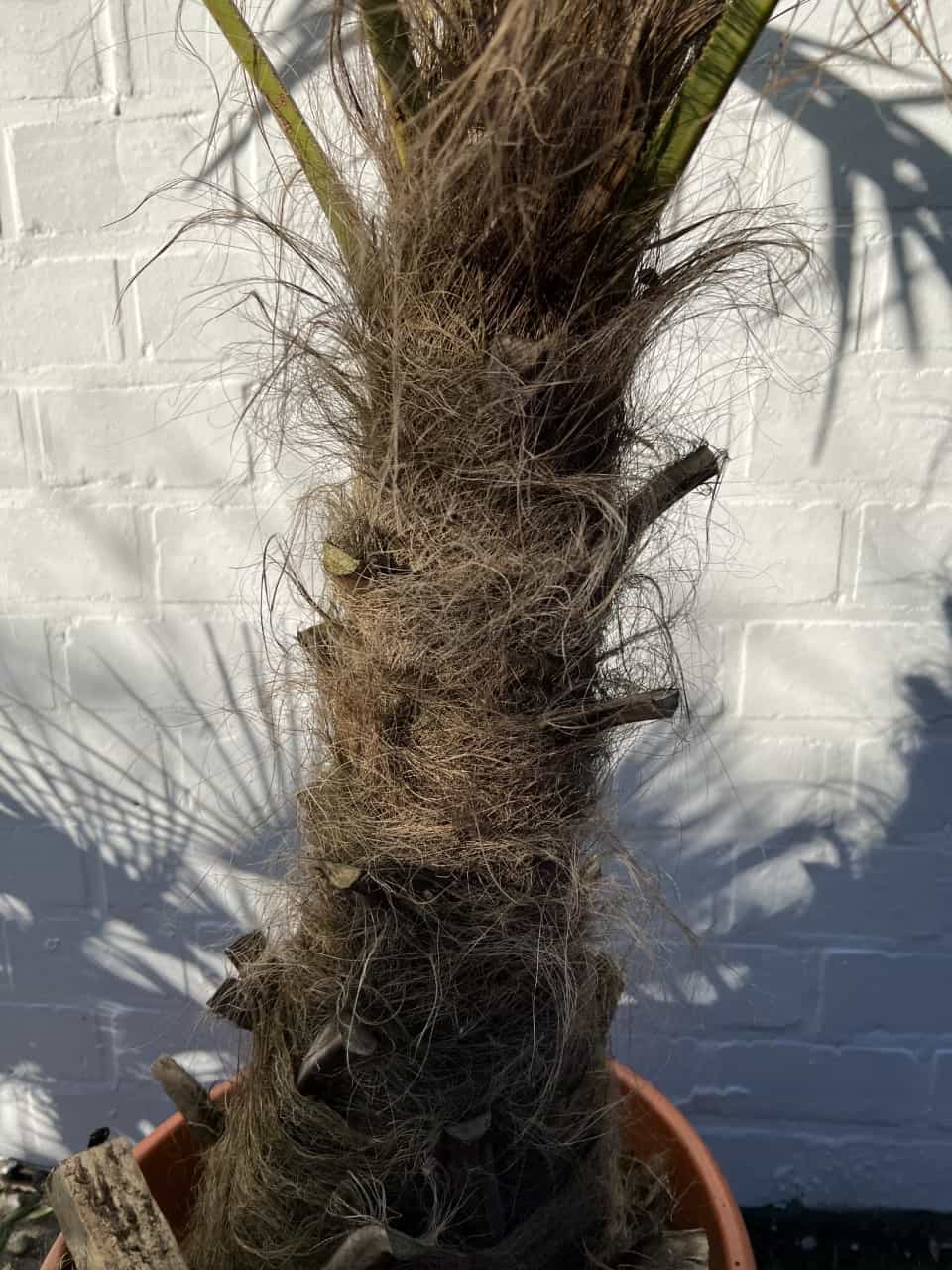 Palm fortunei €259,00 foto 2