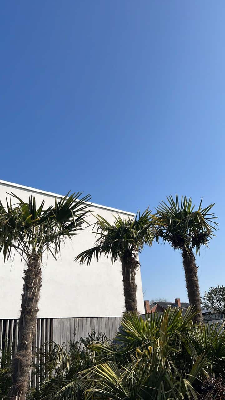 Palm fortunei €599,00 foto 2