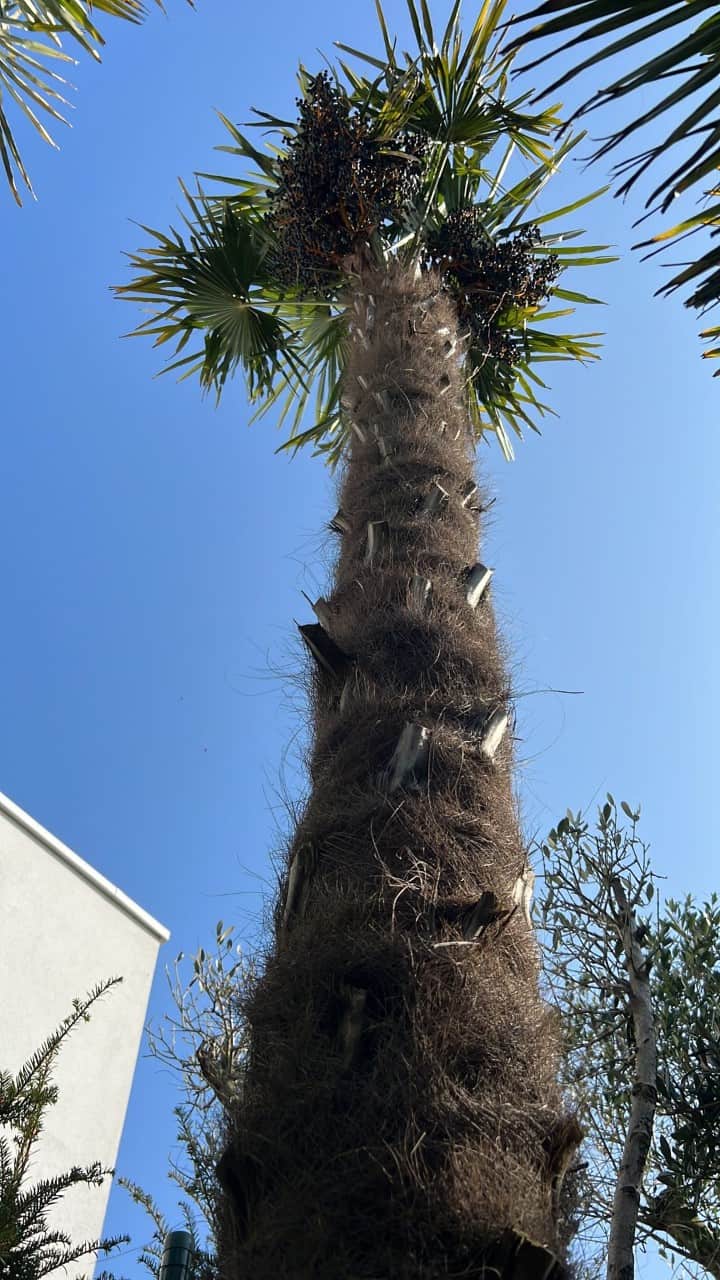 Palm fortunei €599,00 foto 3