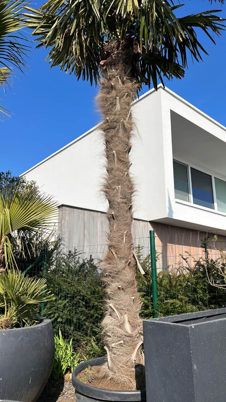 Palm fortunei €599,00 foto 5