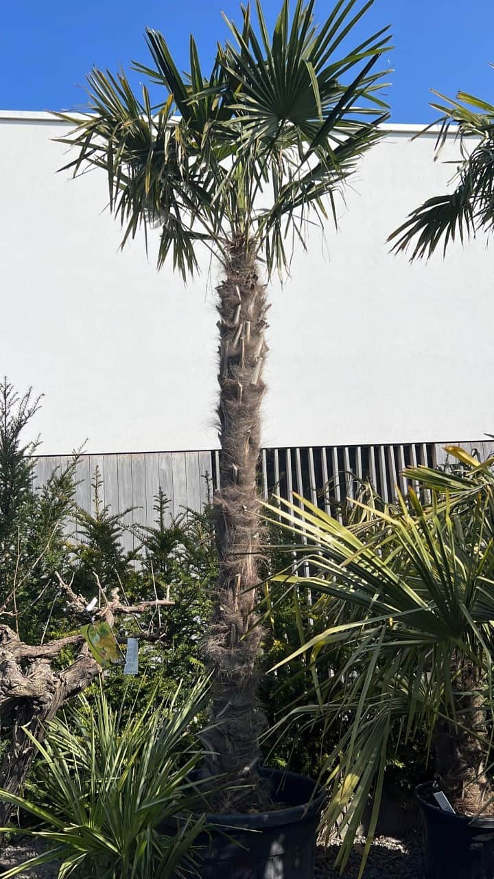 Palm fortunei €599,00