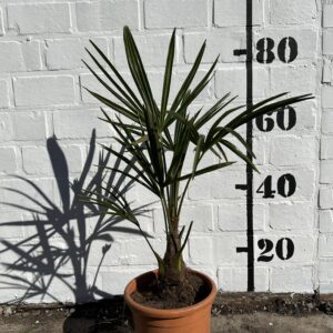 Palm fortunei €99,00 foto 1