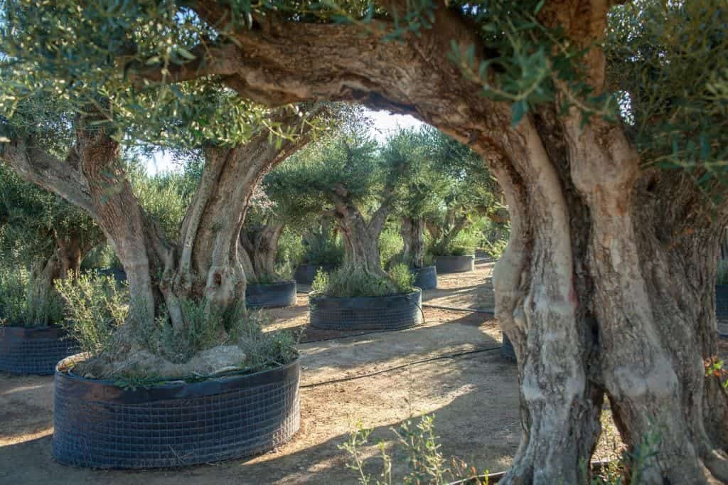 Winterhardeolijfbomen (17) Winterhardeolijfbomen (17)