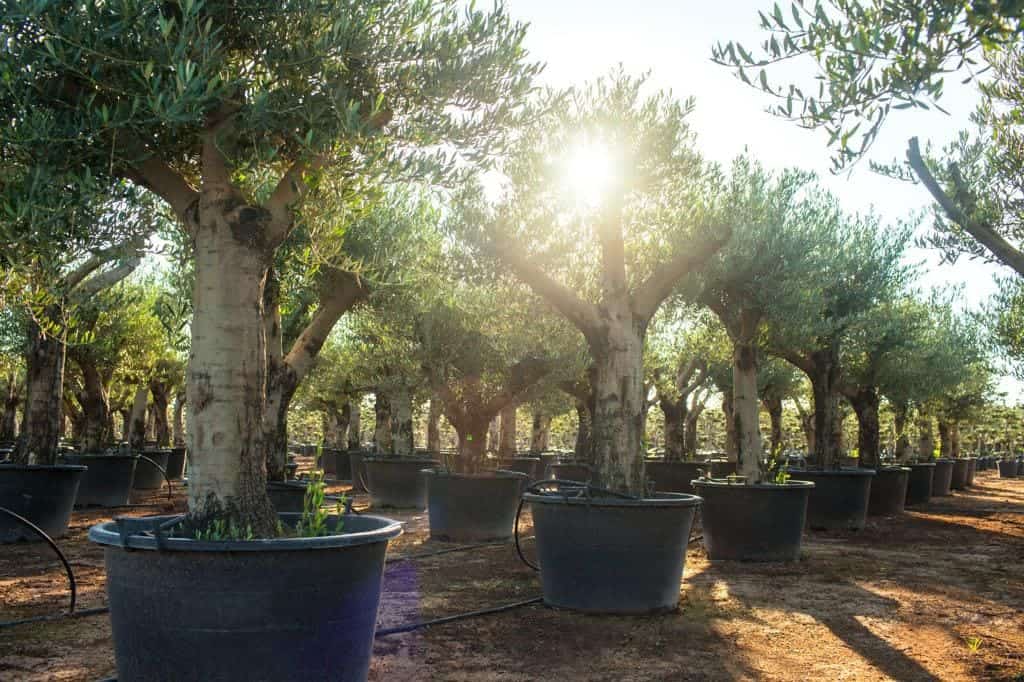 Winterhardeolijfbomen (8)