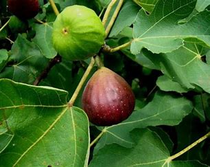 Vijgenboom