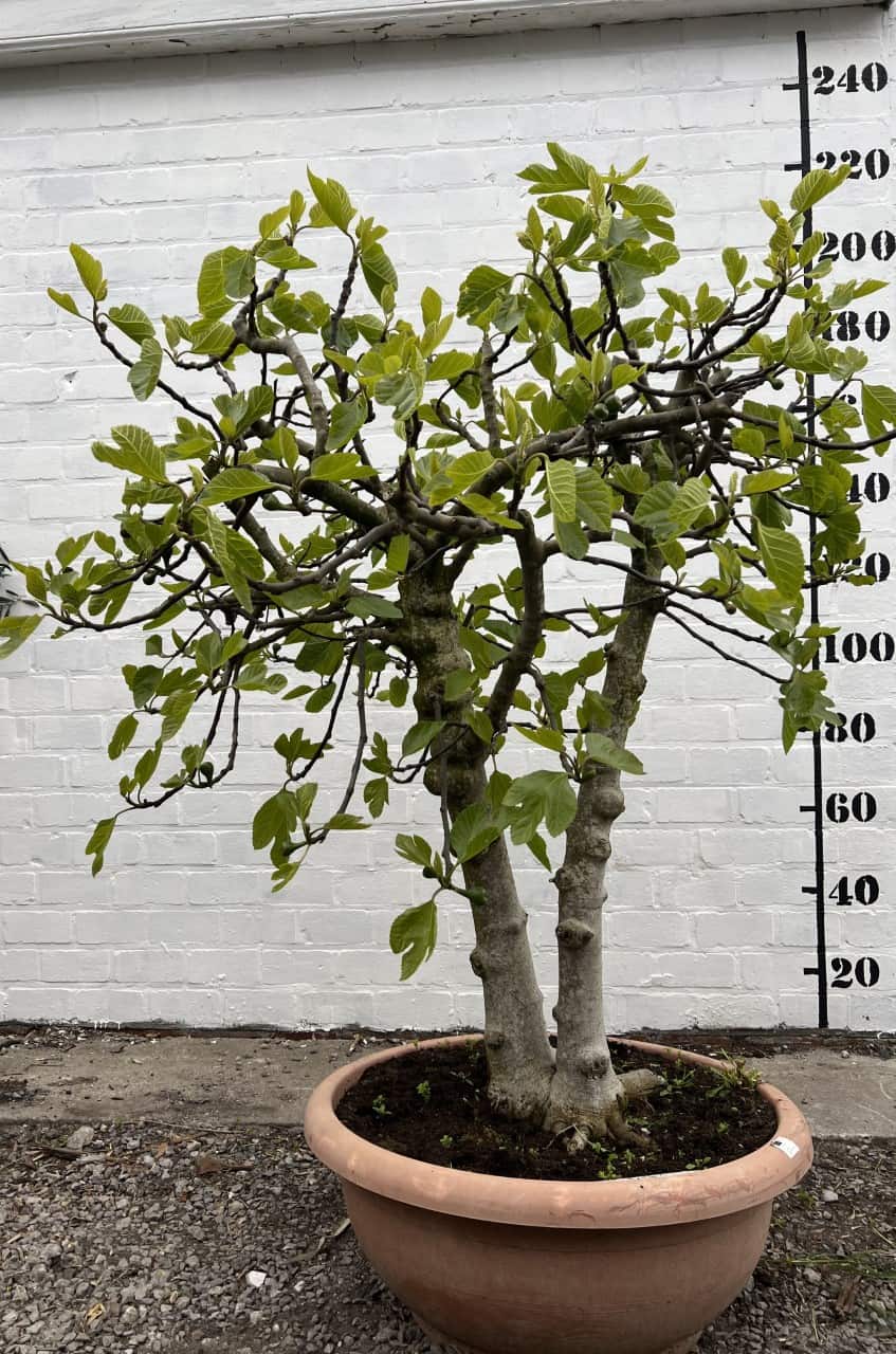 Vijgenboom