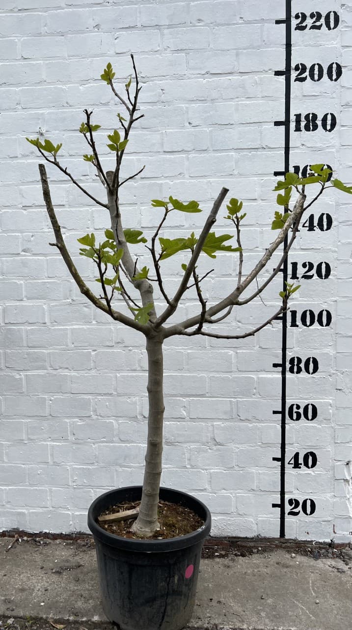 Vijgenboom